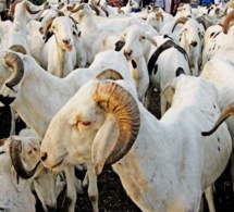 Tabaski 2021 en vue : Aly Saleh Diop promet un approvisionnement suffisant de moutons