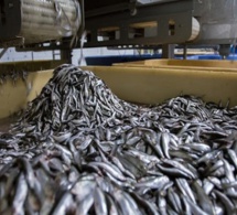 Usine de Poisson Omega Pelagic À Sandiara (Mbour) : Des travailleurs licenciés, le directeur traîné en justice