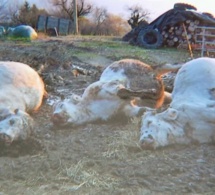 Khombole : un berger perd une trentaine de vaches par intoxication alimentaire