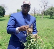 Campagne de production agricole 2021: Macky Sall exige une accélération de la distribution des engrais et...