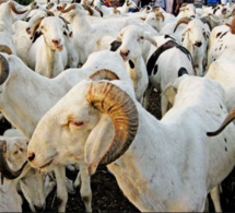 Cent trente mille moutons déjà disponibles à Diourbel