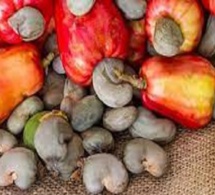 Anacarde : Ziguinchor, moteur des exportations sénégalaises malgré la Covid-19