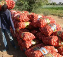 Oignons: Les producteurs sollicitent l’aide de l’Etat