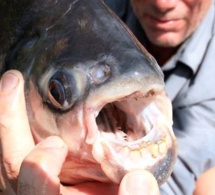 Alerte Maxima : Un poisson mangeur de testicules qui sème la panique dans les eaux sénégalaises!