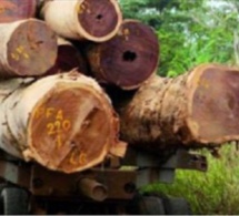 Lutte contre la coupe illicite de bois: Deux individus arrêtés à Goudomp