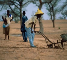 Manque d’eau grave à Ndoyene Peulh : Des agriculteurs morcellent leurs champs, des éleveurs poussés à la transhumance
