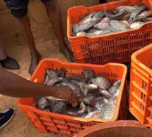 Première « récolte » de poissons du bassin piscicole de Kilim (Ouarkhokh, Djolof)