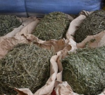 Trafic de drogue à Thiaroye: Un réseau démantelé et 200 kg de chanvre indien, saisis