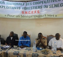 Tambacounda : La colère noire des exploitants forestiers contre le gouverneur