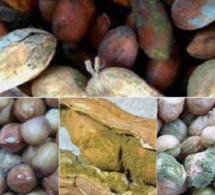 Le Bassin arachidier face aux conséquences annuelles d’une contamination : 62 milliards perdus du fait de l’aflatoxine