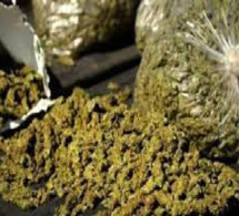 Lutte contre le trafic de drogue : L’OCRTIS de Thiès saisit 102 kg de chanvre indien
