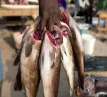 Rareté du poisson : Même les vendeurs tirent le diable par la queue