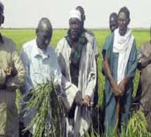 Situation délétère des agriculteurs de Dande Maayo, Guanguel et Padalal : L’ADID manifeste toute sa désolation