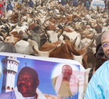 2830 bœufs en route pour Touba en attendant....  Serigne Saliou Ndigueul Thioune delloone na boum sa mboy mboy