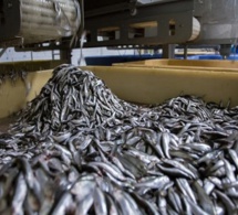 Les usines menacent nos ressources halieutiques : il leur faut 5 tonnes de poisson pour produire 1 tonne de farine et 20 kg pour un litre d’huile