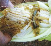 Kolda / La production agricole menacée: Des insectes ravageurs attaquent les céréales