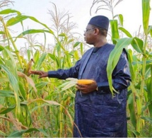 Goulots d’étranglement de la politique alimentaire du pays: les recommandations de CICODEV Afrique au Sénégal