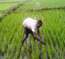 Amadou Methiour Ndiaye, Ingénieur Agronome à la retraite : «L’hivernage de l’année dernière est meilleur que celui-ci»