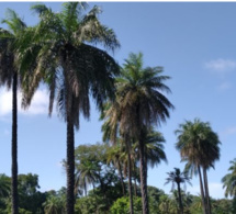 Bignona: Des palmeraies menacées de disparition