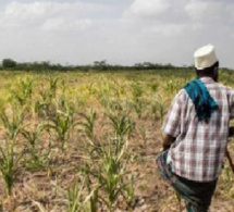 Manque d’engrais, insuffisance de semences, pause pluviométrique, insectes ravageurs…: Des paysans prédisent de très mauvaises récoltes
