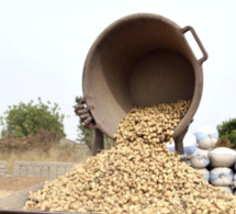 Commercialisation de l’arachide : Les recommandations du Conseil national du crédit