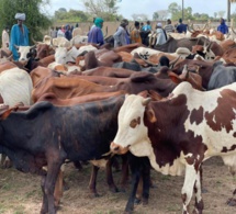 Kaolack Gamou 2021: 150 tonnes de riz, 400 boeufs offerts aux familles religieuses par Rahma