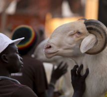 Mouton de Tabaski des lutteurs : Baboye dépense 1.600.000 FCFA, Ness 150.000 FCFA, Balla Diouf 100.000 FCFA…