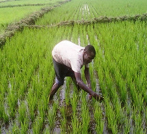 Bambey - Partenariat Public-Prive dans l’agriculture : Cnra et Groupe Mamy kaya, en croisade contre le sous-emploi