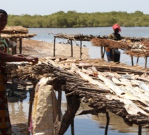 Saint-Louis-Pêche artisanale : les dures conditions de travail des femmes transformatrices