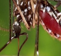 ROSSO-SÉNÉGAL: 22 cas de dengue annoncés