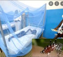Saint-Louis: Des cas de dengue détectés dans la région