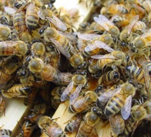 Village de Birkama: Un homme âgé tué par des piqûres d’abeilles