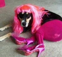 Ce chien qui s'appelle Lady Gaga...