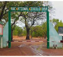 Environnement – Le parc déclaré patrimoine en péril : L’Etat veut sauver le Niokolo Koba