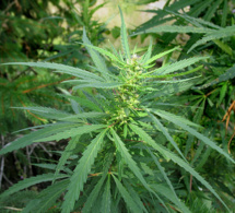 Diourbel - Trafic De Drogue : 4 plants de chanvre indien découverts chez un conducteur de “Jakarta’’