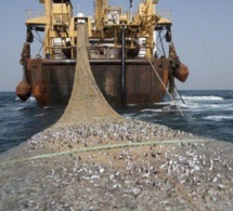 7 pays ouest-africains s’accordent pour lutter contre la pêche illicite qui coûte près de 2 milliards d'euros de pertes par an
