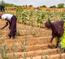 Réponse aux Covid-19, aux conflits et changement climatique au Sahel : Le G5 Sahel et des Agences de l’Onu lancent un programme conjoint
