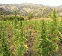 le Maroc, premier exportateur mondial de cannabis