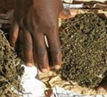 Chanvre indien: 9 kg saisis dans un bus