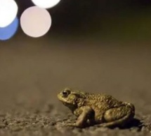 Bretagne : Une commune ferme définitivement une route pour laisser les crapauds et tritons tranquilles