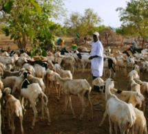 Instruction du chef de l’Etat pour le financement du secteur de l’élevage : Macky Sall demande à la Der/Fj un guichet spécial