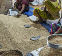 44 pays dont 33 en Afrique ont besoin d’une aide extérieure pour couvrir leurs besoins alimentaires (Fao)