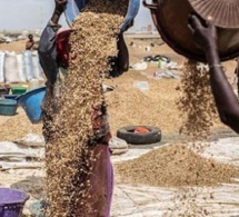 Campagne arachidière : Les femmes décortiqueuses de Touba élèvent la voix