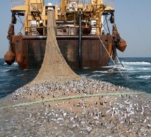 Désastre économique : Des milliers de poissons morts échouent sur la plage de...