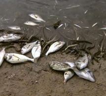 Cap-Skirring: Quand de mystérieuses vagues de poissons morts atterrissent sur la plage…