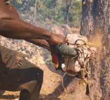 Pillage dans la forêt classée de Tendouck: L'ombre de Boffa-Bayotte plane dans le Blouf