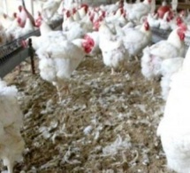 SÉNÉGAL : Risque de pénurie de poulets à l'approche des fêtes de fin d’année