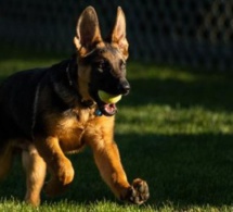 Joe Biden présente «Commander», son nouveau chien