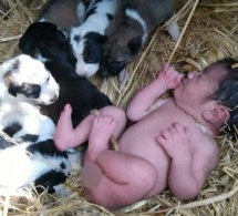 Un nouveau-né abandonné sauvé par une chienne et sa portée de chiots