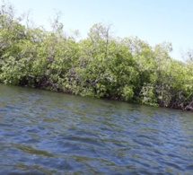 Toubacouta: Une Mangrove de 7000 ha, Jorom Bou Mak, une île vieille de 3 siècles, des...
